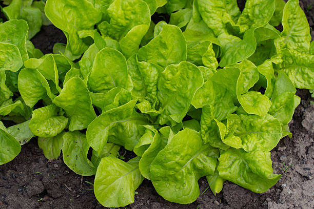 istock vegetable lettuce and cabbage leaves in the garden, fresh herbs 2229589578