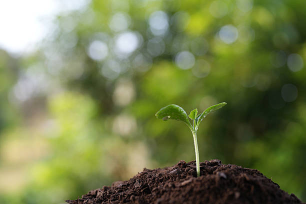 istock Macro small pumpkin sprout growing with visible water droplets 2229589588