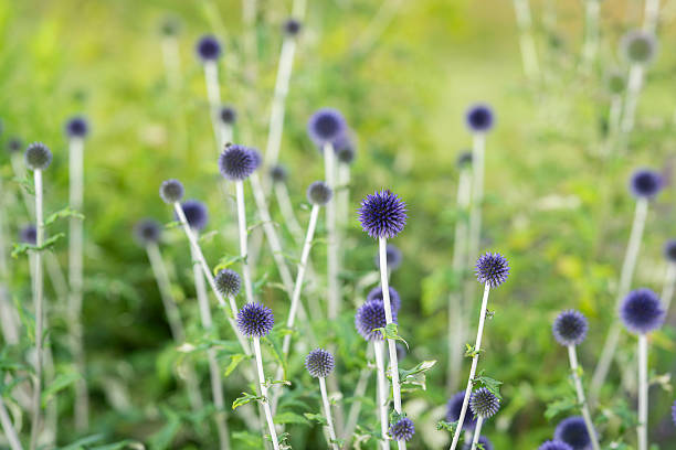 istock Echinops ritro 'Veitch's Blue' in a garden border. 2229590104