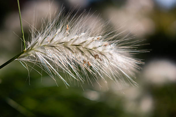 Silver reed plant photo in nature