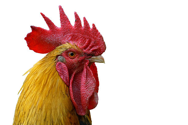 istock Close-Up Profile of  Isolated Alert Rooster 2229591461