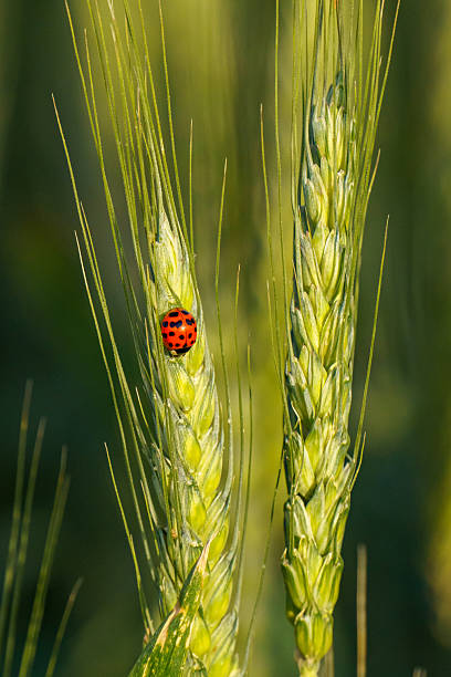 istock Ladybug on Wheat Plant Close-Up 2229591503