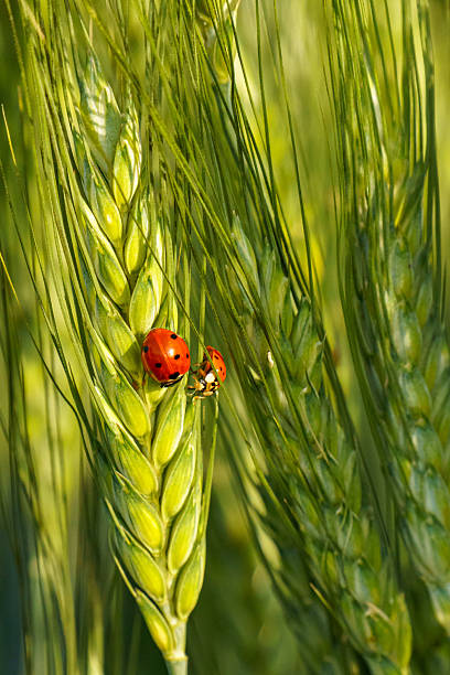 istock Two Ladybugs on Green Wheat Plant 2229591531