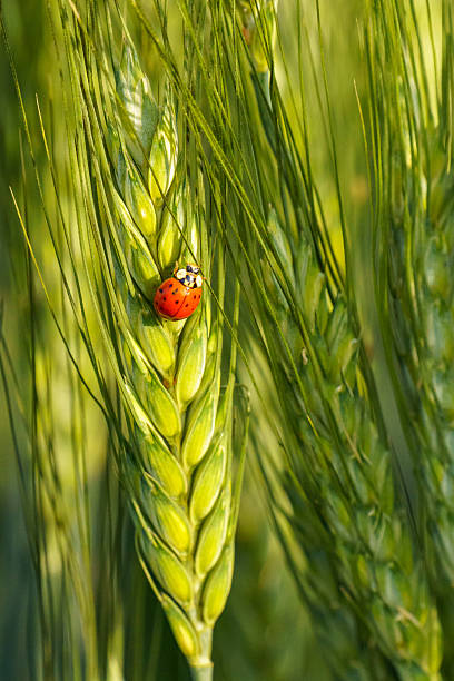 istock Ladybug on Wheat Plant Close-Up 2229591543