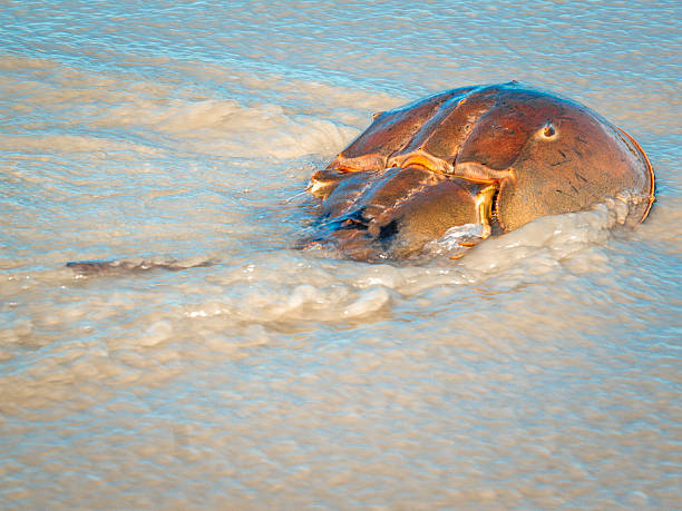 istock Atlantic Horseshoe Crab in the Ocean 2229592205