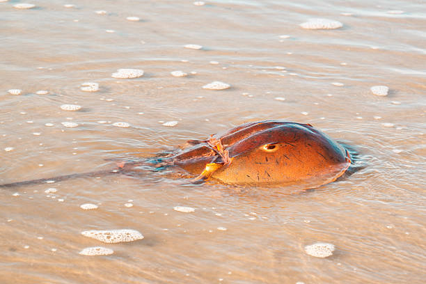 Large Atlantic Horseshoe Crab in the Ocean