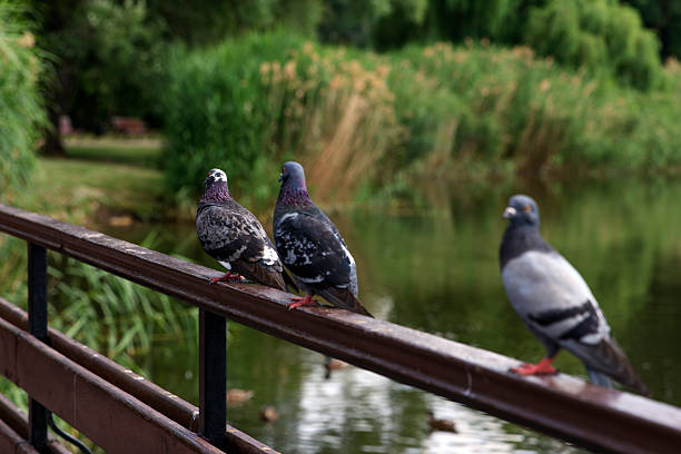 Three gray beautiful pigeons perched on a wooden railing by a calm river. Lush greenery surrounds the water, creating a serene natural setting