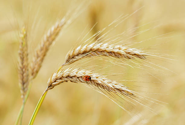 ladybug on a blade of wheat  in a green meadow.