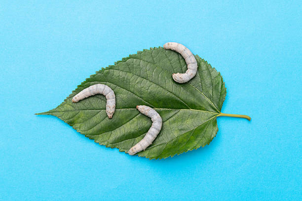 Close-up macro shot of a vibrant caterpillar resting on a fresh green leaf in the garden, showcasing intricate details beautifully