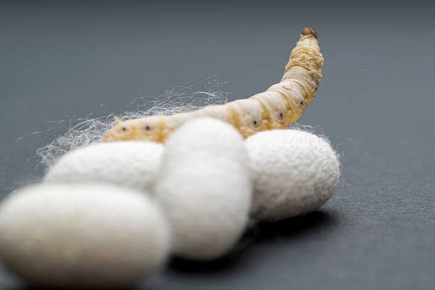 Silkworm and silkworm coocoons on black background.