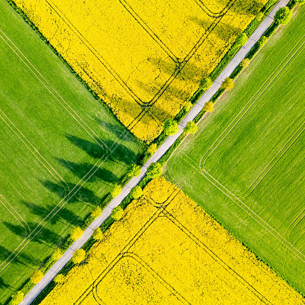 istock Vibrant yellow rapeseed fields meet green grass in spring 2229595965