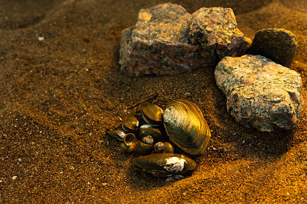 Natural composition of various seashells and granite stones lying on the sand, lit by soft sunset light. A peaceful and textured close-up representing coastal nature.