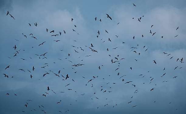 istock seagulls flying in the cloudy sky. Flock of Seagulls. 2229600983