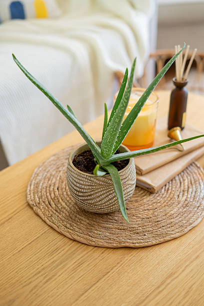 Homely atmosphere. Carafe of water, an aloe houseplant, an aroma diffuser, and a candle on a coffee table in the living room.