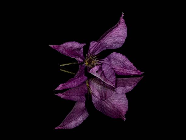 Purple Clematis Flower & Mirror Reflections.