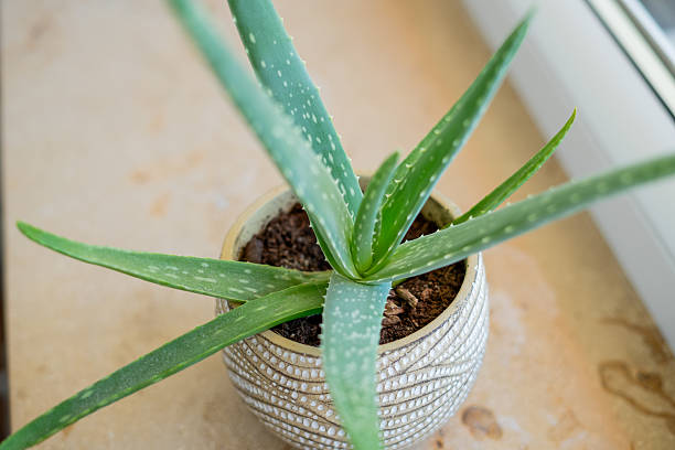 istock aloe houseplant in a pot on the windowsill 2229602352