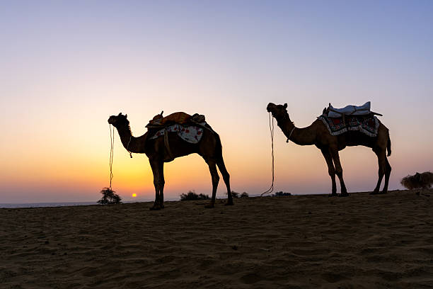 istock Silhouettes of two camel during sunrise in Thar desert Jaisalmer 2229603076