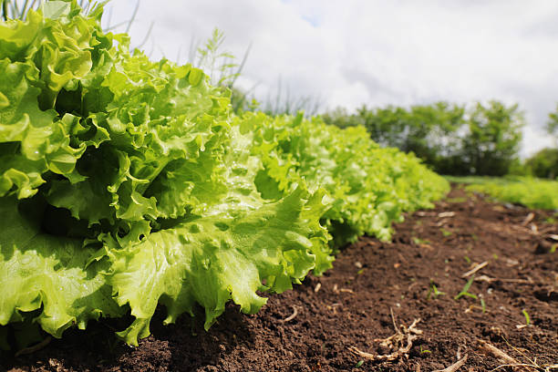 istock lettuce growing in the garden 2229603440