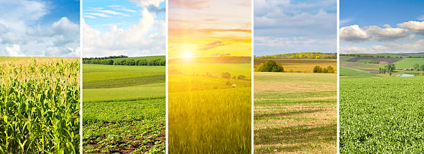 istock Agricultural fields and blue sky. collage. Wide photo. 2229604116