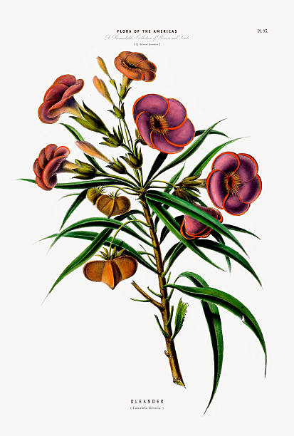 Very Rare, Beautifully Illustrated antique, hand-colored, flowers and fruits Botanical Illustration, Published in 1835. Source: Original edition from my own archives. Copyright has expired on this artwork. Digitally restored.