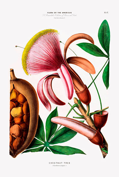 Very Rare, Beautifully Illustrated antique, hand-colored, flowers and fruits Botanical Illustration, Published in 1835. Source: Original edition from my own archives. Copyright has expired on this artwork. Digitally restored.