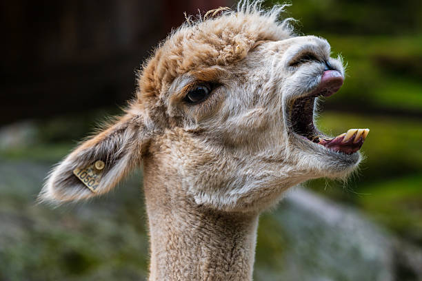 istock Llama with open mouth showing teeth and tongue. 2229604594