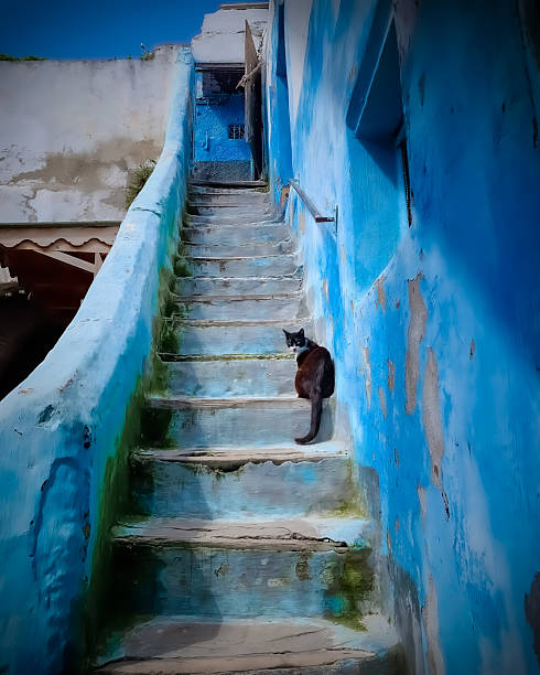 istock Black and White Cat on Weathered Blue Staircase in Tetouan, Morocco 2229604631