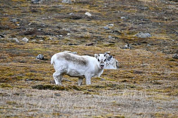 istock reindeer showed its tongue 2229605216