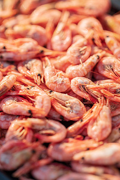 istock Freshly caught pink shrimp in sunlight closeup. 2229605425
