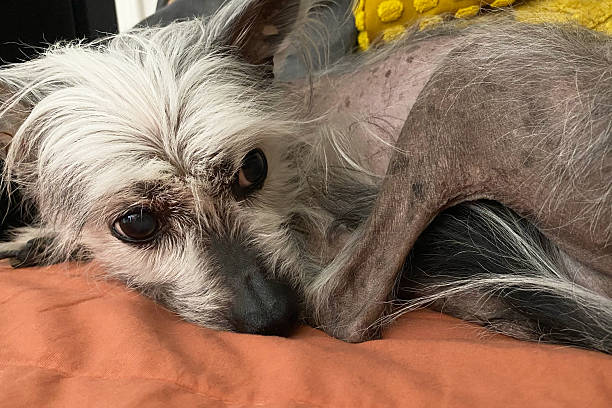 istock Chinese Crested Dog Relaxing on an Orange Blanket 2229605550