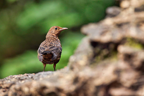 Female Blackbird in Summer woodland.