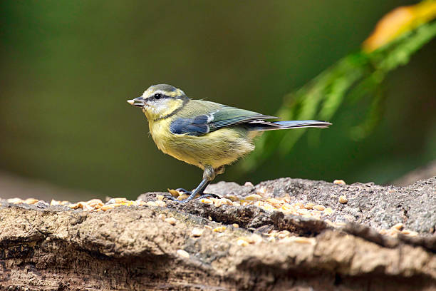 Gosforth Park Nature Reserve, Newcastle-upon-Tyne, UKA small blue tit (Cyanistes caeruleus) clings to the rough, moss-covered bark of an oak tree trunk, its blue crest and yellow underbelly visible as it peers from behind clusters of fresh green leaves. The bird's delicate claws grip the textured surface, with sunlight filtering through the canopy creating dappled shadows. This outdoor scene captures a moment in a temperate forest during spring or early summer daytime, emphasizing the intricate details of the bird's feathers and the natural patterns in the bark and foliage. Ideal for commercial uses such as wildlife documentaries, environmental education materials, birdwatching guides, nature magazine illustrations, and conservation awareness campaigns highlighting European woodland biodiversity.