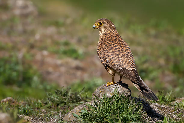 istock Common Kestrel (Falco tinnunculus canariensis) female standing on a stone in a wild meadow - El Hierro 2229607044