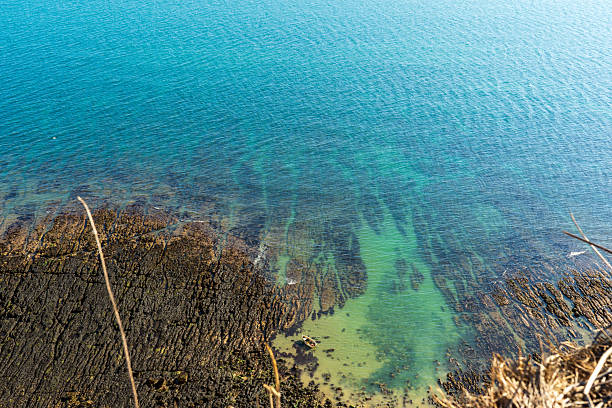 A rocky shoreline and turquoise water during low tide viewed from the cliff top.