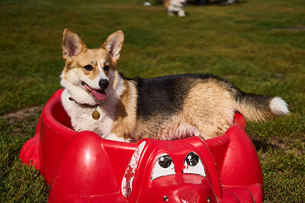 A cheerful corgi is happily lounging in a bright red toy, soaking up the warm sun in a lush green park