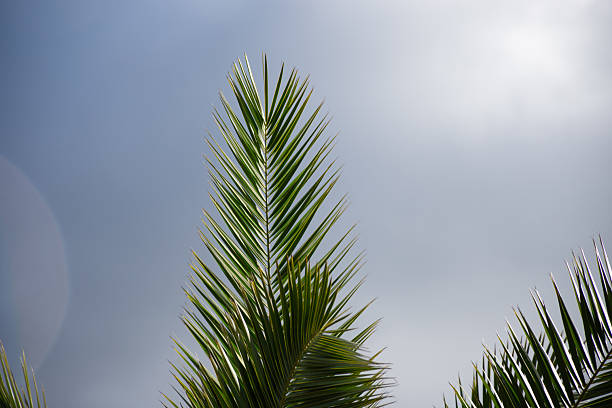 Tall palm trees and pines under a blue sky