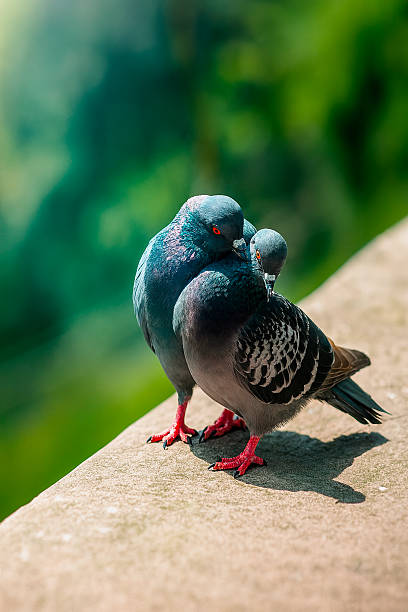 istock Two Pigeons in a Tender Moment on a Sunny Ledge 2229609895