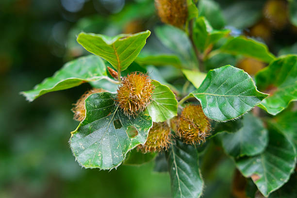 istock Beech tree leaves and spiky seed pods. 2229610395