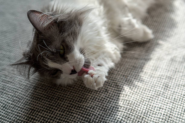 Grey and white cat grooming itself by licking its paw while lying on a blanket