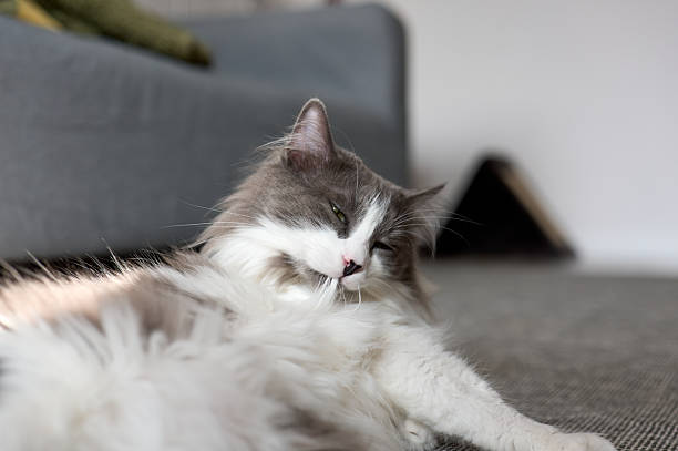 Grey and white cat grooming and relaxing on the floor in modern apartment