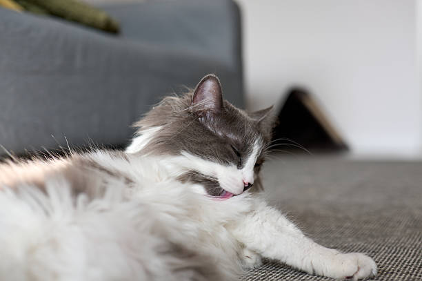 Close-up of cute fluffy sleepy white cat with funny face. Mixed breed cat between Maine Coon and Scottish Fold.