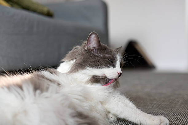 Funny British kitten