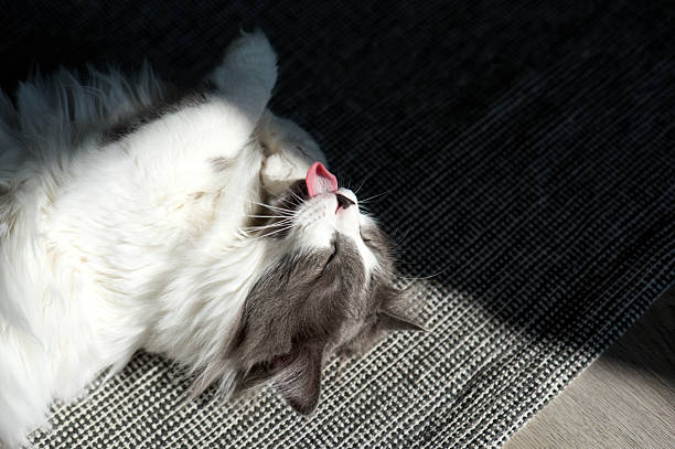 Fluffy cat enjoys a grooming session in a patch of sunlight on a carpet