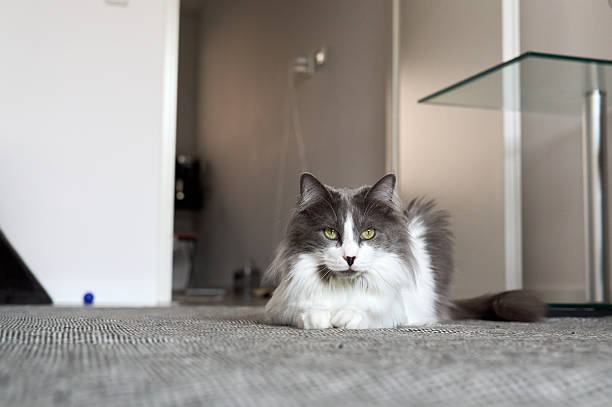Grey and white domestic long-haired cat lying on a carpet in a modern apartment