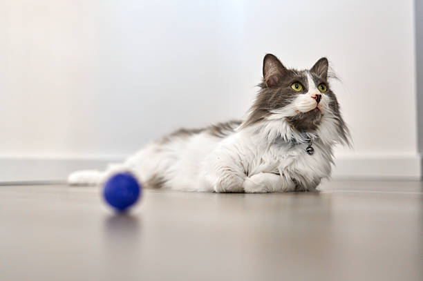 Grey and white domestic long-haired cat lying on the floor looking up, next to a blue ball toy