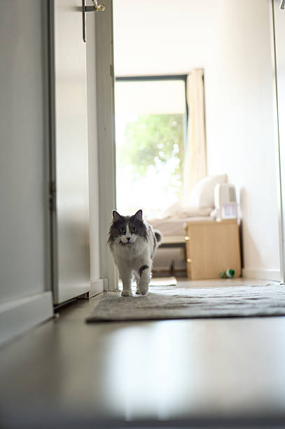 istock Curious cat walking on corridor rug at home 2229610990