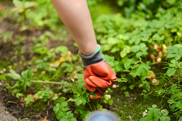 Close-up of a gardener pulling weeds in their vegetable garden