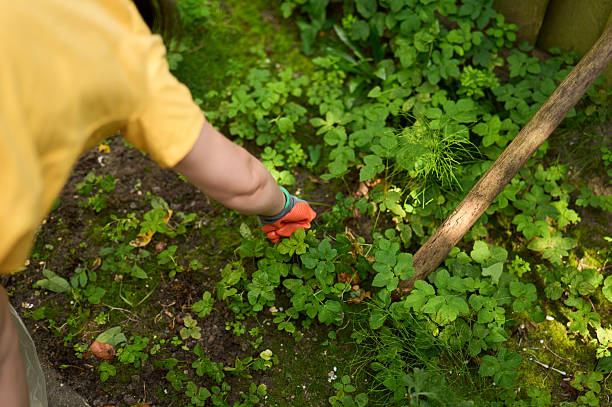 Gardener removing weeds from vegetable garden patch