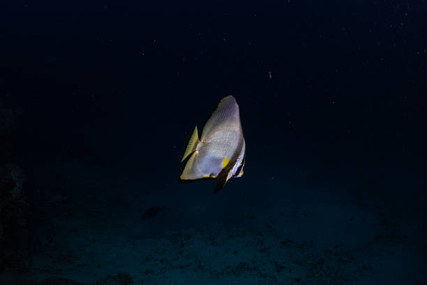 Underwater photo of a Longfin Batfish (Platax teira), also called Teira Batfish or Round-faced Batfish, gliding gracefully in the open ocean at night. This tropical reef fish, recognized by its elongated dorsal and anal fins with a silver-grey body and subtle yellow highlights, is commonly found in coral reefs and coastal waters across the Indo-Pacific. Image captured during a scuba dive in deep, dark waters, showcasing marine life in its natural habitat.