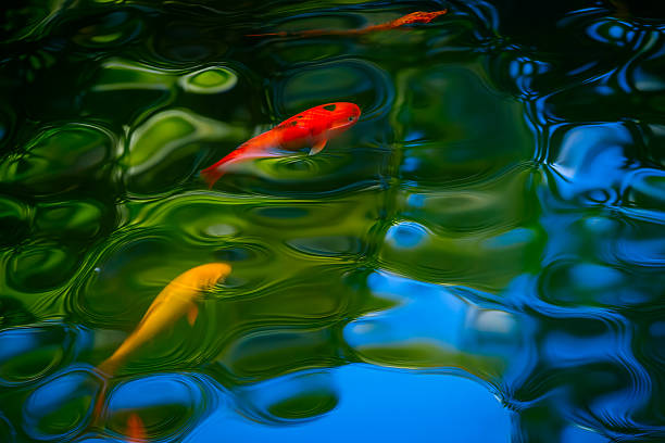 Koi Fish in Vibrant Reflections at Botanical Garden Pond